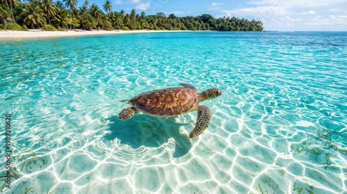 Green sea turtle gliding through shallow tropical ocean water over sand