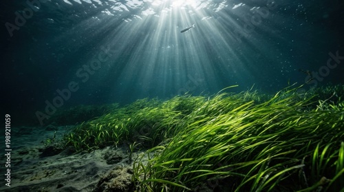 Sunlight filtering through deep ocean water onto green seaweed forest