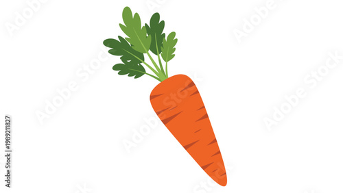Detailed illustration of a single fresh orange carrot with lush green tops on a white background for food and cooking themes.