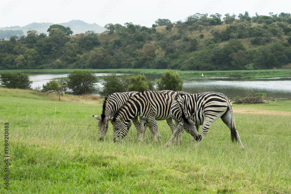 Obraz premium Three Zebras Grazing Outdoors Near To A Lake with Copy Space,