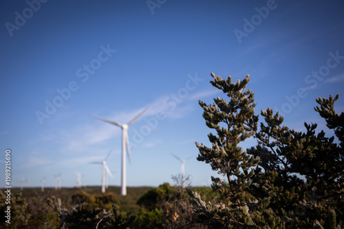 Wind turbines line a coastal landscape under a clear blue sky.