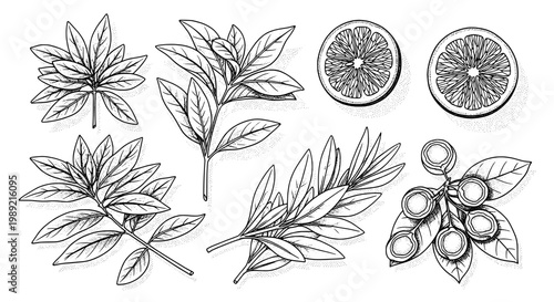 Herbs botanical line art set with mint leaves, olives branch, citrus slices and ink sketch texture for kitchen branding