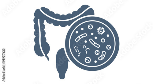 Vector graphic illustration of the human gut with a magnified view of gut bacteria and microbiome