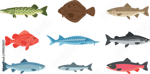 Nine Different Fish Species Collection Pike Flounder Trout Salmon Mackerel Snapper Side View Flat Vector Illustration Set