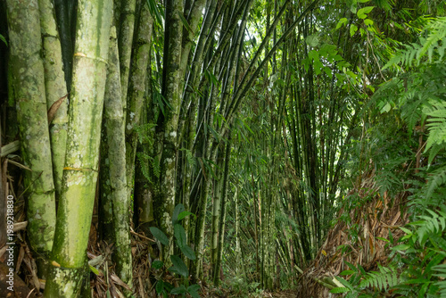 Dense bamboo forest with tall green bamboo stalks and lush foliage