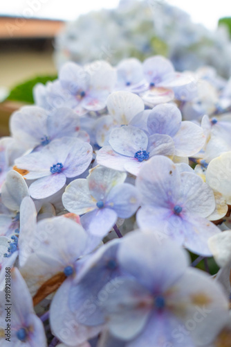 A natural background featuring blooming hydrangea flowers