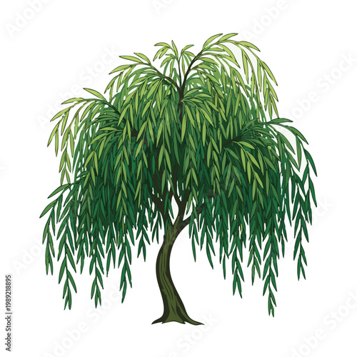 Photos Weeping Willow Tree, Green Leaves, Vector Illustration, Nature Elements