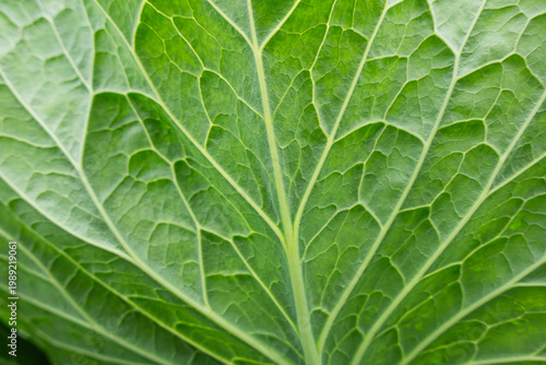 A close up background of green leaf vein texture, highlighting intricate natural patterns and organic details for a fresh and vibrant visual.