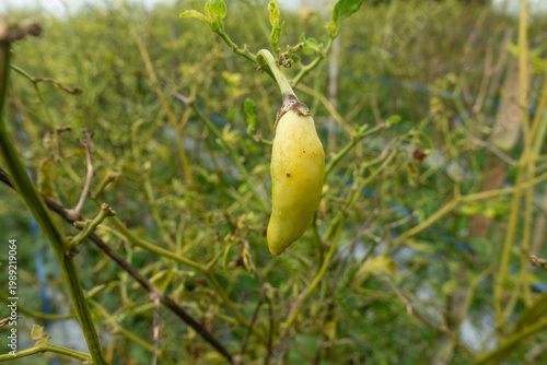Single Pale Chili Pepper Hanging on Leafless Pepper Plant in Farm Field Harvest Season