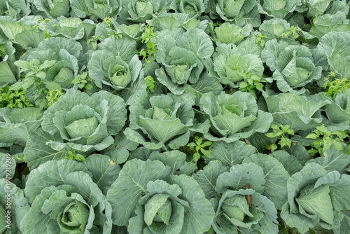 Green Cabbage Field With Mature Heads Growing in Rows on Organic Vegetable Farm