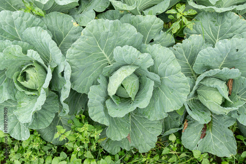 A top view of fresh green cabbage plants growing in a garden, showcasing organic farming detail in a lush agricultural setting.