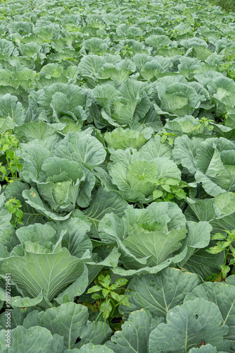 A vibrant cabbage plantation with dense rows of green leafy vegetables growing in open farmland