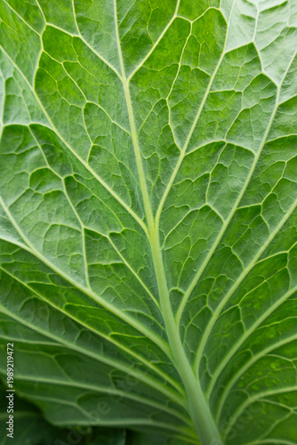 A macro view of green leaf veins forming a detailed natural texture, showcasing organic patterns and rich tones for background.