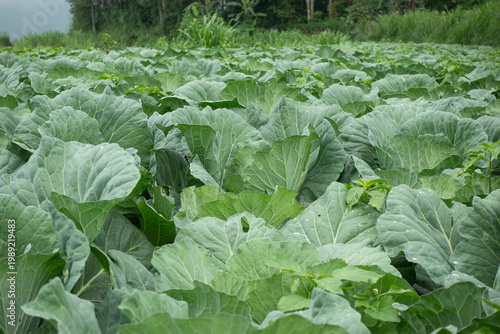 Lush green cabbage heads grow closely in neat rows on an organic vegetable farm, creating textured patterns of leafy brassica.