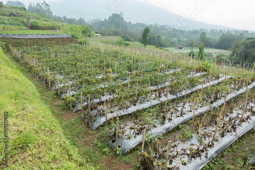 Rows of withered vegetable plants on a small farm field beneath a mountain slope, capturing a quiet rural landscape with natural textures and a subdued agricultural.