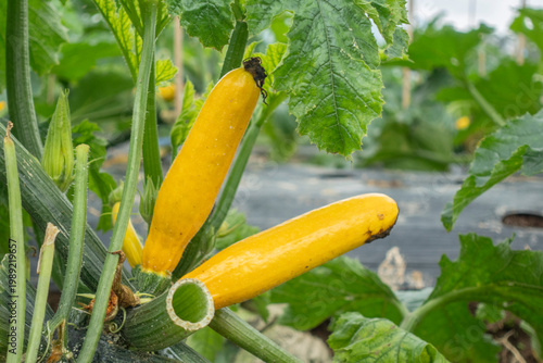 A close up of ripe yellow zucchini growing on a plant, showcasing healthy agricultural cultivation.