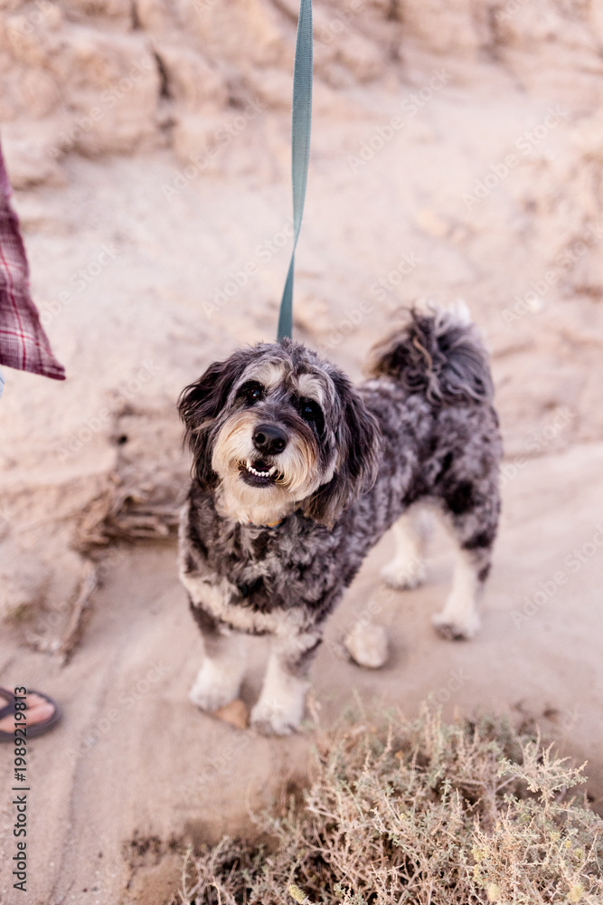 Fototapeta premium Furry Golden Doodle in Desert at Dusk in Borrego Springs, CA