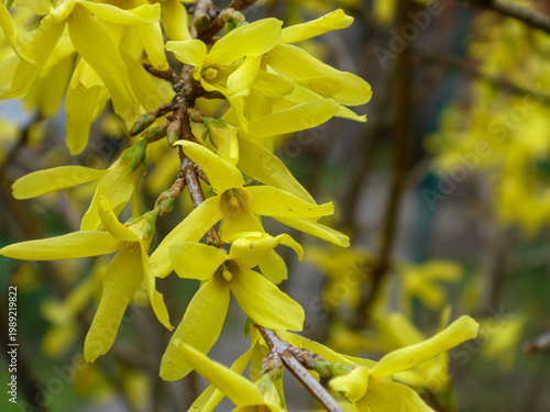 Bright yellow forsythia flowers blooming on branch in spring