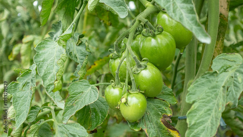 Green tomatoes growing in a bunch on a vine, surrounded by leafy plants