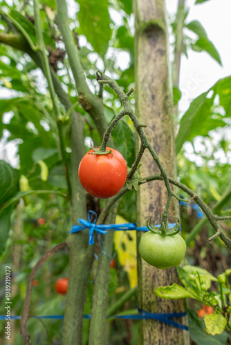 A ripe red tomato and an unripe green tomato hanging on a vine, highlighting different stages of growth in a natural farm setting.