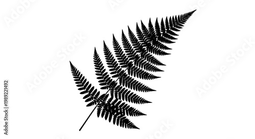 Detailed black fern leaf structure.