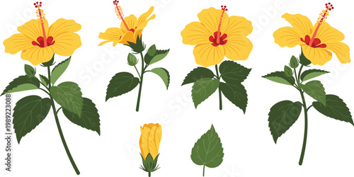 Yellow hibiscus flower set tropical botanical collection with leaves buds and blossoms isolated decorative floral vector illustration