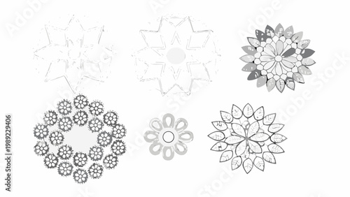 Floral progression from sketch to detailed botanical illustration in grayscale