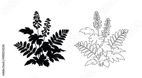 Detailed botanical illustration of fern plants in contrasting styles silhouette