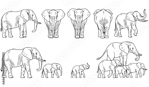 Elephants thin line contour vector set with realistic elephant family herd mother and calf poses isolated on white background