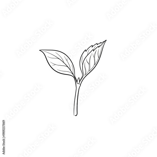Simple Line Drawing of Seedling with Leaves.