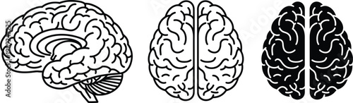 Detailed anatomical illustrations of the human brain from three distinct perspectives