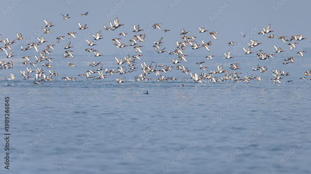 Fototapeta premium Large flock of Red-crested Pochards flying over a calm blue lake
