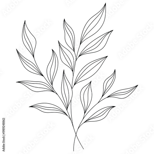 A delicate hand drawn illustration of leafy branches with elongated pointed leaves