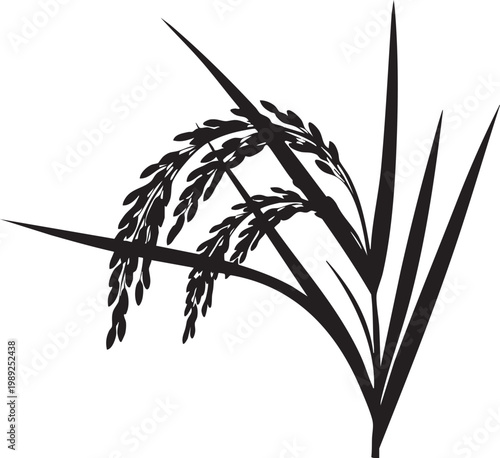 Graceful black and white illustration of rice plant panicles and leaves
