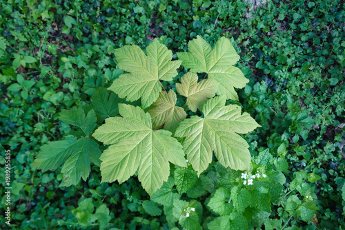 Fotografie Young maple tree in a forest, with its leaves pointing straight upwards to catch