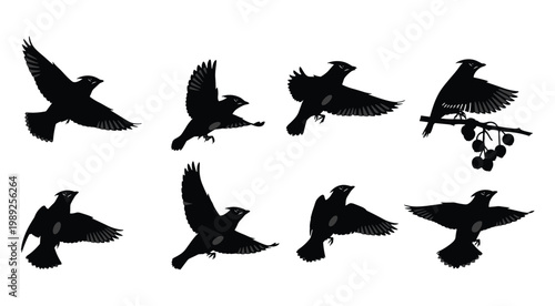 Set of 8 Cedar Waxwing Silhouettes in Various Flying Perching and Feeding Poses Isolated on White Background