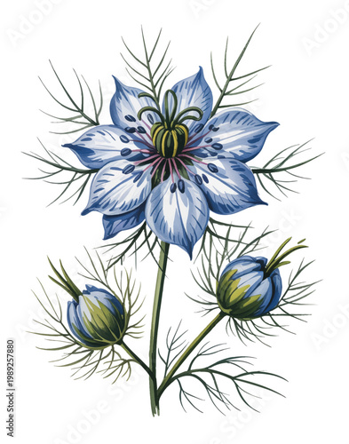 Soft pastel nigella bloom with buds and feathery foliage in watercolor style.