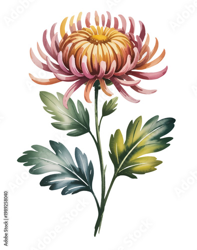 
Delicate chrysanthemum flowers in pastel hues with natural leaves in watercolor.
