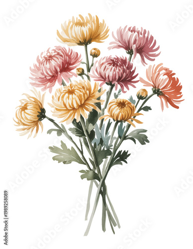 Warm autumn chrysanthemum cluster with soft petals in hand-painted watercolor.
