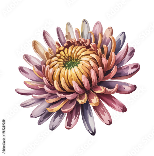 Delicate chrysanthemum flowers in pastel hues with natural leaves in watercolor.