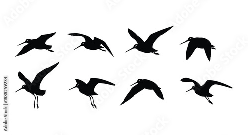 Set of 8 Avocet Silhouettes in Various Flying and Standing Poses Isolated on White Background