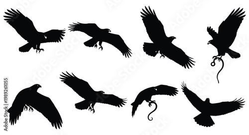 Bald Eagle Silhouette Set — Eagle Catching Snake and Carrying Prey Black Silhouettes Vector Collection Isolated