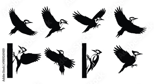 Woodpecker Silhouette Set — Flying Perching and Pecking Woodpecker Black Silhouettes Vector Collection Isolated