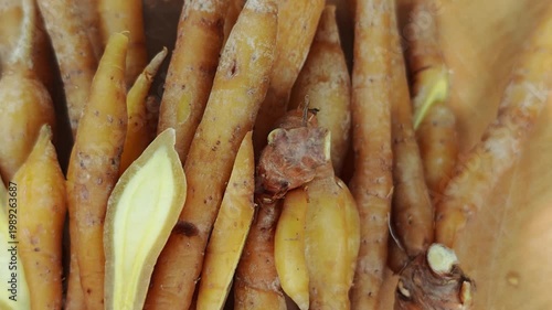 
Fresh fingerroot or Chinese ginger