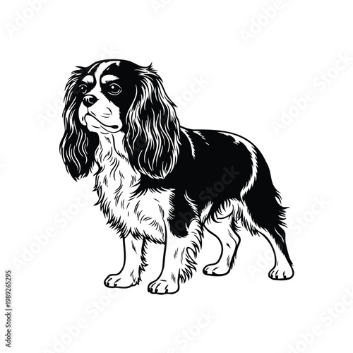 Cavalier King Charles Spaniel silhouette vector drawing set bundle.