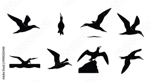 Cormorant Silhouette Set — Flying Diving and Rock Perching Cormorant Black Silhouettes Vector Collection Isolated