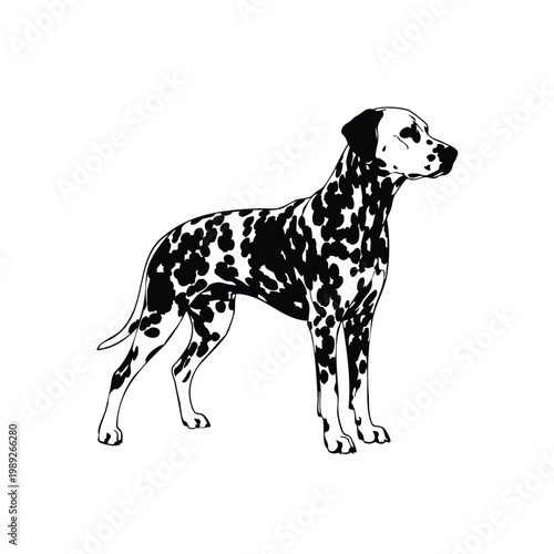 Dalmatian dog breed silhouette set bundle spotted pet standing design.