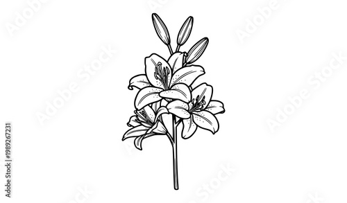 Minimal lily flower with buds vertical botanical line art simple vector isolated on white