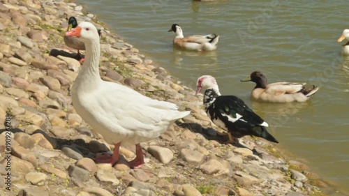 White goose walking into a pond with ducks