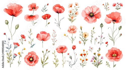 Soft red poppy botanical illustrations with elegant hand painted style